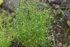 Oldenlandia herbacea